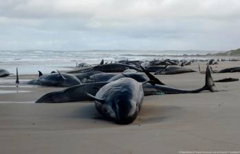 Falsas orcas varadas en una playa remota de Tasmania, Australia, donde las autoridades se vieron obligadas a sacrificarlas debido a las adversas condiciones que impedían su rescate. FOTO: AFP