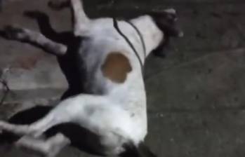 Organizaciones y defensores de animales afirman que esta no es la primera vez que se reporta un envenenamiento masivo en el departamento y pidieron mayor control de parte de las autoridades. FOTO: Cortesía