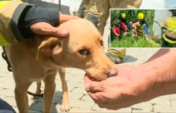 Mona fue llevada a La Perla, allí tendrá comida y un lugar menos inseguro. FOTO: CORTESÍA TELEANTIOQUIA