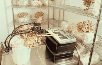 En 2024 este hongo tocando un teclado se convirtió en un video viral de Bionic and the Wires. FOTO cortesía Bionic and the Wires