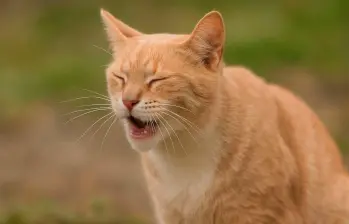 ¿Qué es el calicivirus felino y cómo proteger a tu gato? 