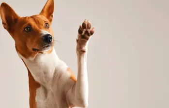 ¿Cómo elegir el nombre ideal para tu mascota?