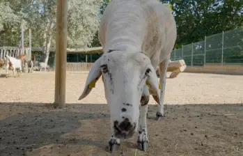 Gaia ya tiene 13 meses. Su año de vida equivale, aproximadamente, a diez años en un ser humano. FOTO: Cortesía Fundación La Caixa
