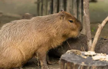 Los capibara son mamíferos originarios de América del Sur. En Colombia se les conoce con el nombre de chigüiros. FOTO: Getty