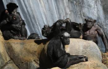 Los primates y chimpancés fueron el centro de estudio del investigador que falleció a sus 75 años a causa de un agresivo cáncer de estómago. Foto: AFP