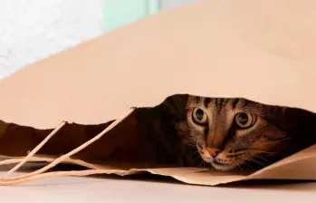 Si tu gato es temeroso aplica estas recomendaciones