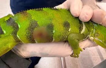 La víctima era un reptil juvenil. FOTO: CORTESÍA