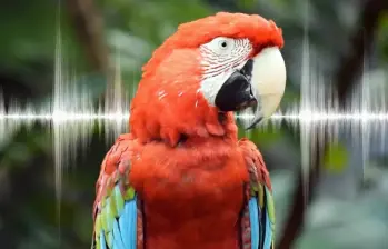 Guacamaya. FOTO: X @MSFTCOLOMBIA