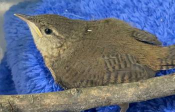 Una de las aves heridas sufrió un trauma craneoencefálico, mientras que las otras dos cayeron de sus nidos producto de los fuertes estruendos por quema de pólvora. FOTO Cortesía Área Metropolitana.