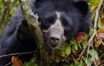 El oso andino o de anteojos (Tremarctos ornatus) en un documental que emitió Señal Colombia. Foto: Pixabay.