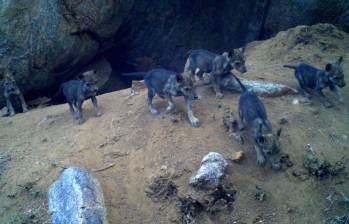 Un lobo gris indio en su hábitat natural, una de las subespecies más antiguas y amenazadas de lobo en el mundo, cuyo linaje se conserva gracias a esfuerzos de protección como los realizados en el Santuario de Bankapur. FOTO: Santuario de Lobos de Bankapur