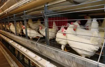 El departamento del Valle del Cauca es el primer productor de huevo y el tercer productor de pollo en Colombia. FOTO: Fenavi.