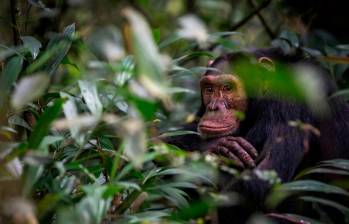 La cercanía genética entre los humanos y los chimpancés han hecho que estos últimos sean motivo de curiosidad de los científicos. Foto: Getty.