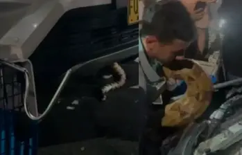 En su huida, el animal se escondió en un carro buscando calor. De allí fue rescatada sana y salva. FOTO: CORTESÍA