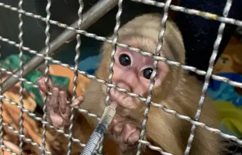 La condición de los pequeños monos es delicada. Se encuentran bajo observación para determinar a fondo los daños que sufrieron. FOTO: CORTESÍA AMVA