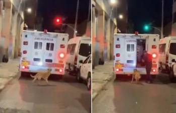 Un perro persiguió a su dueño que iba en una ambulancia en Boyacá. Foto: captura tomada de X @PlataformaALTO