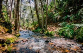 El parque Arví es una reserva forestal con una extensión de 1.761 hectáreas. Foto: cortesía Parque Arví.