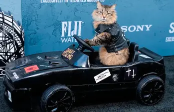 Tonic, el gato de la película “Atrapado Robando”