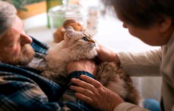 Cómo cuidar un gato mayor: guía para una vejez feliz