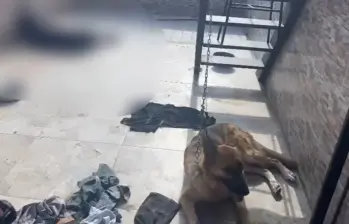 El pastor alemán y el rottweiler estaban en el mismo sitio, pero este último fue encontrado muerto. FOTO Cortesía Policía