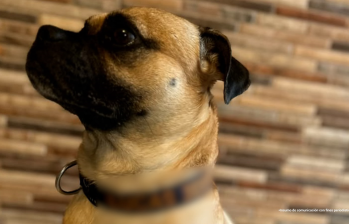 Según la Fiscalía, Edgar Alexander Montañez sometió de manera reiterada al perro, Lucas a golpes y otras conductas violentas que le ocasionaron lesiones, sufrimiento y afectaciones acreditadas mediante peritajes veterinarios. Entre las razones de la agresión está la de vengarse se su pareja sentimental. Foto Cortesía