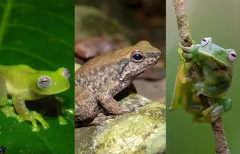 Dos especies de rana fueron registradas por primera vez en el departamento del Huila y una tercera amplió su distribución al municipio de Neiva. FOTO cortesía