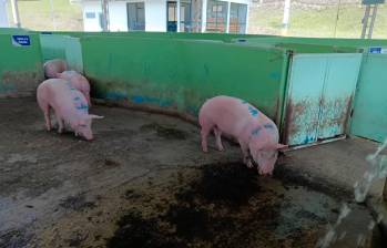 El afectado se quedó esperando la transferencia por la venta de los cerdos. FOTO: CORTESÍA