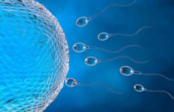 Este estudio permite la inmovilización de los espermatozoides en ratones. FOTO: GETTY