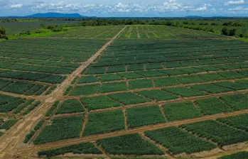 Pie de foto: Urabá no solo es una región agrícola, sino una plataforma exportadora estratégica cada vez más diversificada. FOTO: Manuel Saldarriaga