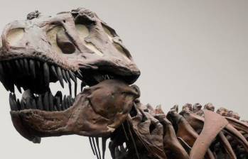 Fotografía de una réplica de un esqueleto de un T. rex en el Museo Senckenberg de Frankfurt, Alemania. Foto: Cortesía Kai R. Caspar.