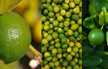 Con este crecimiento sostenido, el limón Tahití se consolida como una de las apuestas clave del agro colombiano, junto con otras frutas como el aguacate hass y la gulupa. FOTO: Analdex.