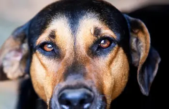 ¿Por qué los perros no pueden comer alimentos con sal?