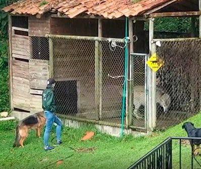 El presunto lobo está en la finca del municipio de Rionegro. Foto: Cortesía. 
