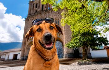 Así luce Turbiño, el perro protagonista de la primera serie vertical con IA creada por Teleantioquia. FOTO Cortesía