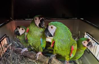 Loros y guacamayas son algunas de las especies de aves que más sufren por el tráfico ilegal de fauna silvestre. Foto: cortesía AMVA.