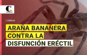 Una araña venenosa encontrada en Brasil aliada contra la disfunción eréctil