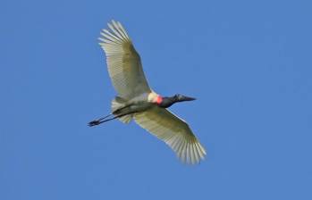 Un Jabiru mycteria fue visto en Sucre, Colombia. Foto: JUAN JOSÉ LÓPEZ NEGRETTE