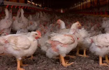 El Servicio Veterinario Oficial de Brasil confirmó un foco de Influenza Aviar de Alta Patogenicidad en una explotación de aves reproductoras en Rio Grande do Sul. FOTO cortesía ICA