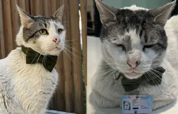 La embajada comparte en redes sociales la rutina del felino para sus seguidores. FOTO: REDES SOCIALES 