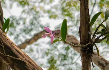 Las orquídeas instaladas en los árboles del Centro de Medellín son nativas y varias han estado en riesgo de extinción. FOTO: CORTESÍA ALCALDÍA DE MEDELLÍN
