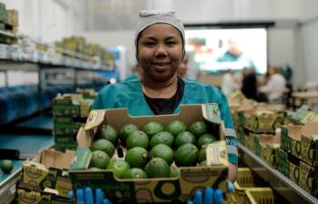 Con la tecnología y eficiencia de GreenYellow, Coltrópicos llevará el aguacate Hass a todo el mundo. Foto: Cortesía