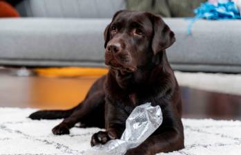 [En video] Cinco perros que disfrutan comer hielo