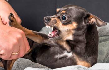 ¿Por qué los perros chihuahuas tienen comportamientos agresivos?