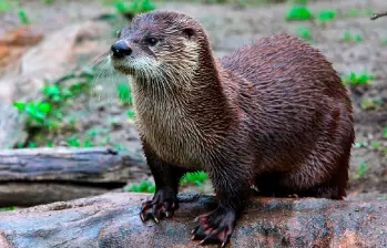 La nutria neotropical está en estado vulnerable en Colombia por la fragmentación de sus ecosistemas. FOTO: CORTESÍA
