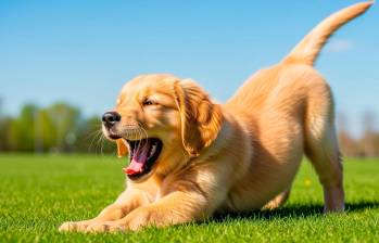 Estiramientos para perros: beneficios y cómo hacerlo