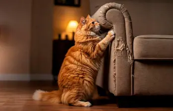 Problemas de comportamiento en gatos: causas, señales y soluciones