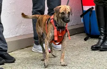 Bizcocho pasará su nueva vida al lado de Teddy, un perro que le ayudará a hacer su vida más amigable en el comando de policía. FOTO: TOMADO DE TELEANTIOQUIA