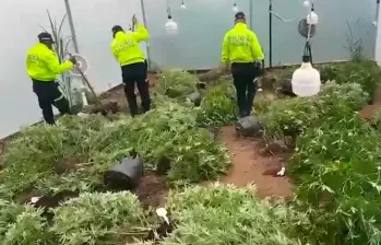 En el invernadero se producían más de mil kilos del alucinógeno, según las autoridades. FOTO TOMADA DE VIDEO