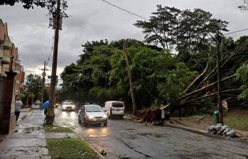 En el sector La Mota el aguacero del viernes derribó un inmenso árbol, incluso desprendiendo su raíz del asfalto. Los senderos peatonales aún están obstaculizados. Foto: VÍCTOR A. ÁLVAREZ