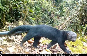 El perro zorro es una de las especies que más se deja fotografear, con 104 avistamientos en los últimos años. FOTO: CORTESÍA ALCALDÍA